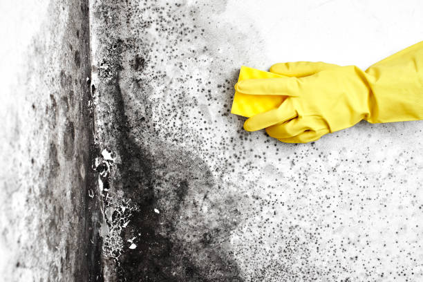 Office Mold Removal Services in Georgetown, CO