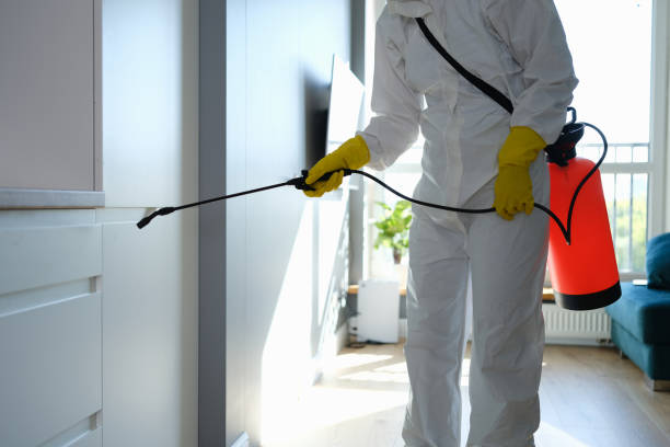 Best Office Mold Removal Services  in Georgetown, CO