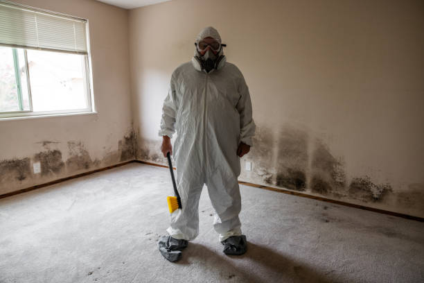 Best Mold Damage Repair  in Georgetown, CO