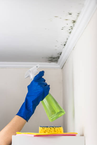 Best Attic Mold Removal  in Georgetown, CO