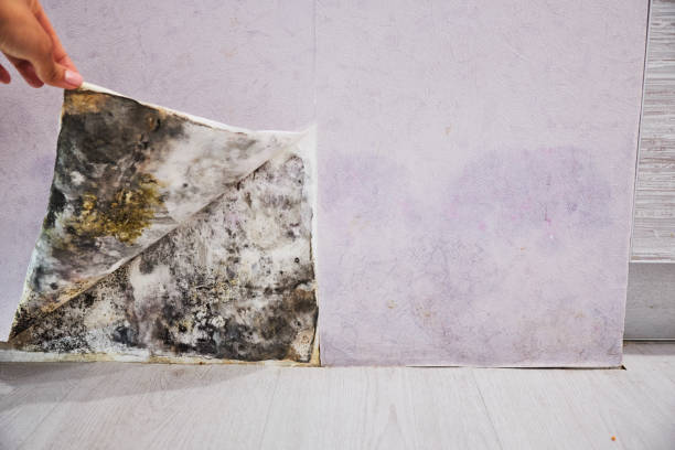 Professional Mold Removal in Georgetown, CO